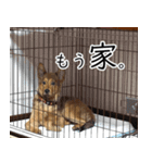 マルクス 野犬の心得（個別スタンプ：24）