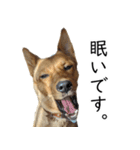 マルクス 野犬の心得（個別スタンプ：25）