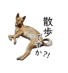 マルクス 野犬の心得（個別スタンプ：26）