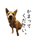 マルクス 野犬の心得（個別スタンプ：27）