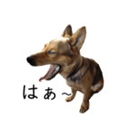 マルクス 野犬の心得（個別スタンプ：32）