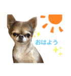 りぼん生活（個別スタンプ：1）
