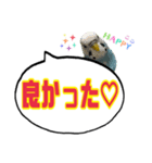 ☆第7弾☆かわいい☆セキセイインコ（個別スタンプ：15）