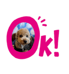 Coco no pū-san（個別スタンプ：4）