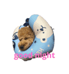 Coco no pū-san（個別スタンプ：6）