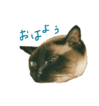 シャム猫ミックスのスタンプ（個別スタンプ：1）