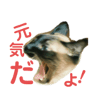 シャム猫ミックスのスタンプ（個別スタンプ：4）