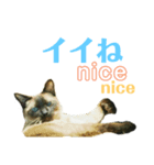 シャム猫ミックスのスタンプ（個別スタンプ：5）