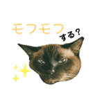 シャム猫ミックスのスタンプ（個別スタンプ：7）