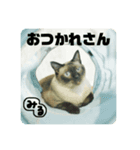 シャム猫ミックスのスタンプ（個別スタンプ：8）