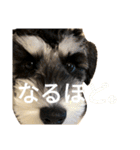 こんぶととらじろう（個別スタンプ：5）