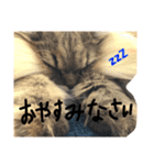こんぶととらじろう（個別スタンプ：11）
