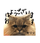 こんぶととらじろう（個別スタンプ：12）