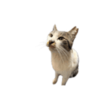 ねこのたろー（個別スタンプ：3）
