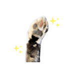 ねこのたろー（個別スタンプ：5）