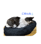 ねこのたろー（個別スタンプ：6）