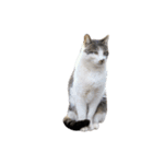 ねこのたろー（個別スタンプ：9）