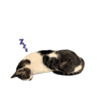 ねこのたろー（個別スタンプ：10）