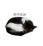 ねこのたろー（個別スタンプ：12）