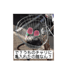 それゆけ！おりょうちゃん2（個別スタンプ：16）