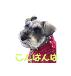 13.Lek（個別スタンプ：11）