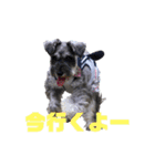 13.Lek（個別スタンプ：14）