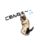 2足歩行ギズモ（個別スタンプ：1）