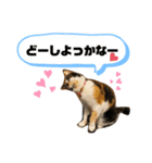 2足歩行ギズモ（個別スタンプ：3）