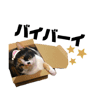 2足歩行ギズモ（個別スタンプ：12）