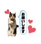 2足歩行ギズモ（個別スタンプ：16）
