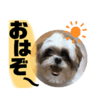 ともぞー時々ぶー（個別スタンプ：1）