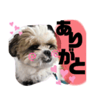 ともぞー時々ぶー（個別スタンプ：3）