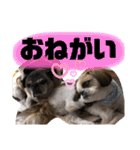 ともぞー時々ぶー（個別スタンプ：5）
