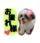 ともぞー時々ぶー（個別スタンプ：8）