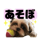 ともぞー時々ぶー（個別スタンプ：9）
