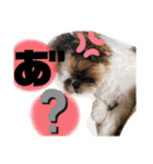 ともぞー時々ぶー（個別スタンプ：11）