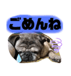 ともぞー時々ぶー（個別スタンプ：12）