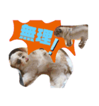 ともぞー時々ぶー（個別スタンプ：17）