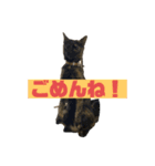 我が家の可愛い3匹の猫たちのスタンプ（個別スタンプ：4）
