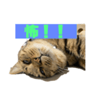 我が家の可愛い3匹の猫たちのスタンプ（個別スタンプ：6）