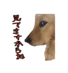 天真爛漫ゴールデンレトリーバーの日常（個別スタンプ：5）