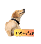 天真爛漫ゴールデンレトリーバーの日常（個別スタンプ：6）