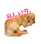 天真爛漫ゴールデンレトリーバーの日常（個別スタンプ：16）