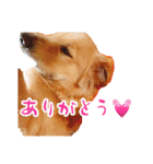 天真爛漫ゴールデンレトリーバーの日常（個別スタンプ：17）