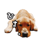 天真爛漫ゴールデンレトリーバーの日常（個別スタンプ：20）