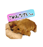 天真爛漫ゴールデンレトリーバーの日常（個別スタンプ：24）