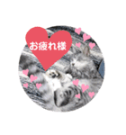 拙者ごえもんなり（個別スタンプ：3）
