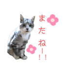 拙者ごえもんなり（個別スタンプ：4）