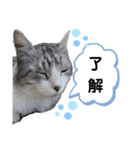拙者ごえもんなり（個別スタンプ：12）