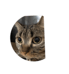 猫05（個別スタンプ：3）